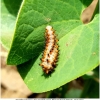 zer polyxena larva don2